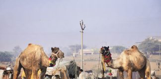 Pushkar is Home to One of the Largest Camel Fairs in the World