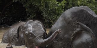 The Plight of the Asian Elephant