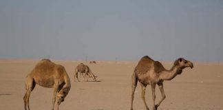 Culture shock, Camels – Kuwait