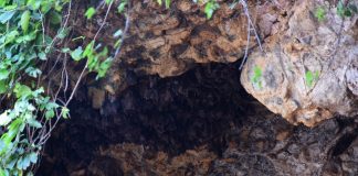 The Very Small But Impressive Bat Cave