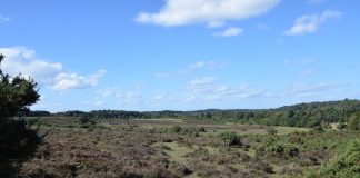 New Forest, United Kingdom (Photo Gallery)